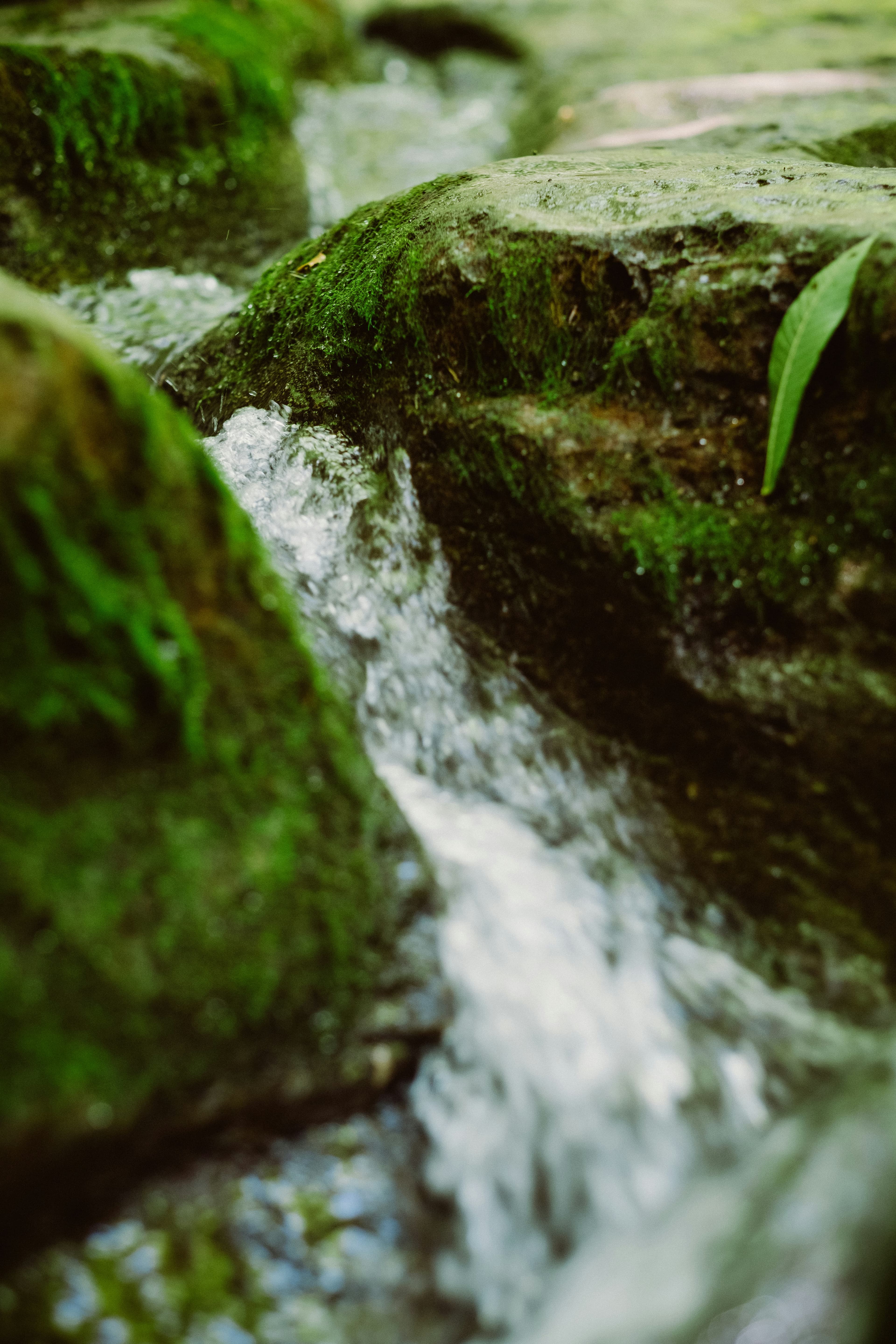 Arroyo de agua fluyendo entre rocas cubiertas de musgo